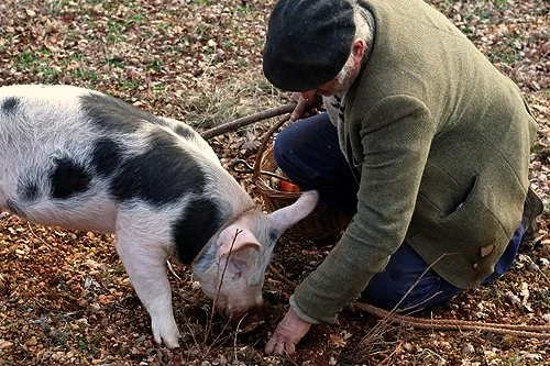Pig's Keen Sense of Smell Used for Hunting or Detection