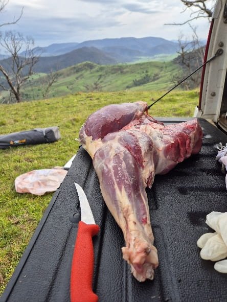 Leg of wild sambar deer being broken down on a ute tailgate, showing deep red meat, with Victorian high country hills behind